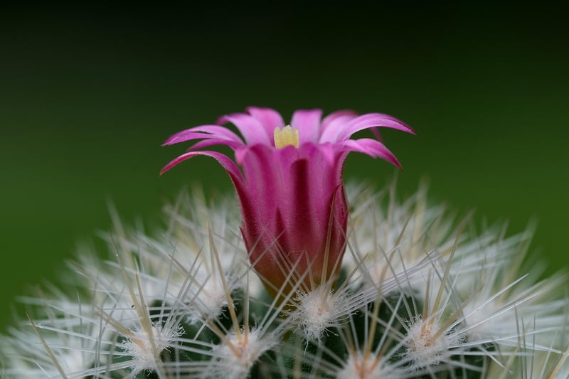 Cacti