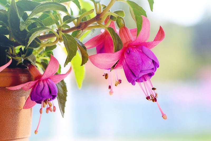 Hanging Pocket Planters