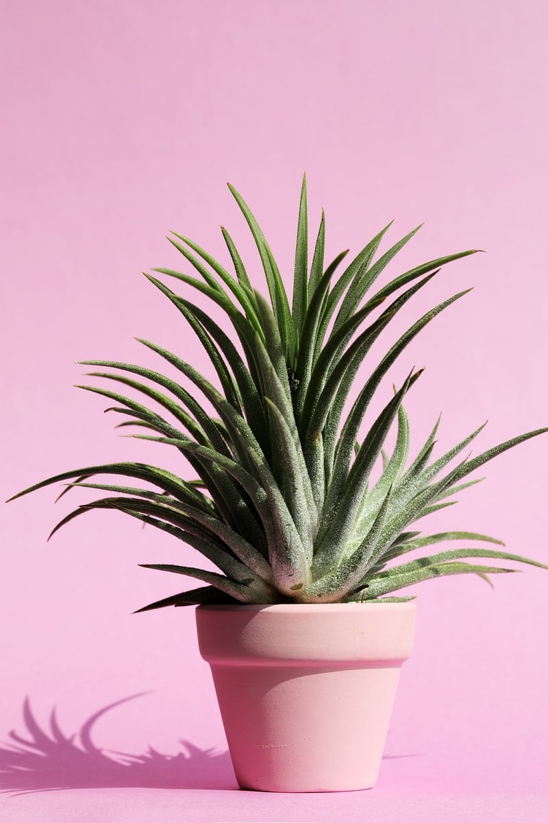 Indoor Plants