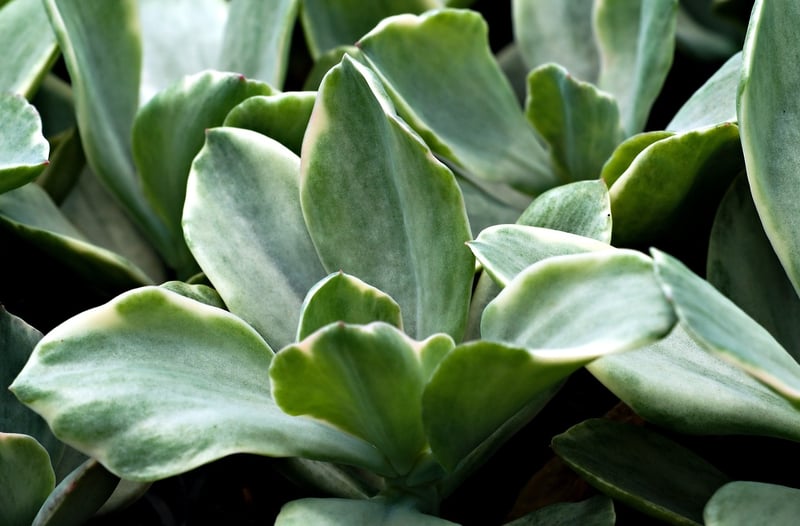 Succulent Frame